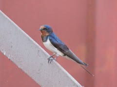 Hirundo rustica