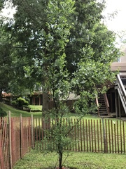 Quercus