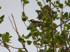 Spodiopsar cineraceus