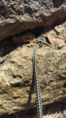 Thamnophis cyrtopsis cyrtopsis
