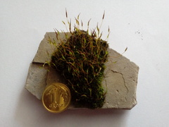 Tortula muralis