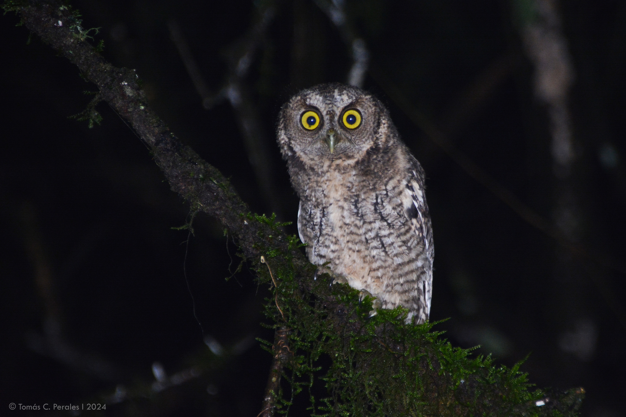 Yungas Screech Owl (Megascops hoyi), photo 4
