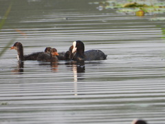 Fulica atra