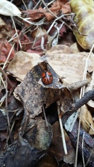 Ogdoecosta biannularis