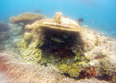Lutjanus monostigma