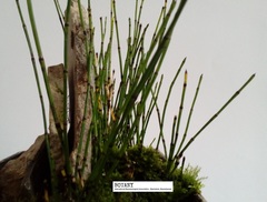 Equisetum scirpoides