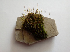 Tortula muralis