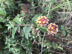 Lantana camara