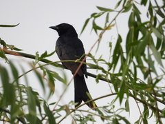 Dicrurus macrocercus