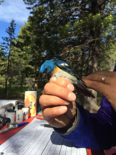 iNaturalist observation photo of Lazuli Bunting