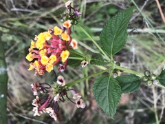 Lantana camara