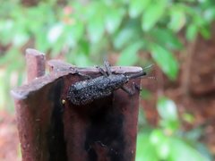Isacantha rhinotioides
