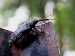 Isacantha rhinotioides
