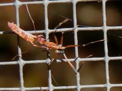 Leptomyrmex cnemidatus