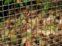 Leptomyrmex cnemidatus