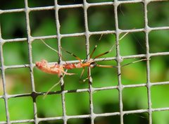 Leptomyrmex cnemidatus