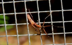 Leptomyrmex cnemidatus