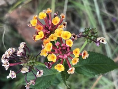Lantana camara