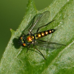 Condylostylus caudatus