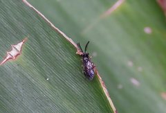 Styracotechys dicelysma