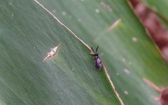 Styracotechys dicelysma