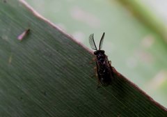 Styracotechys dicelysma