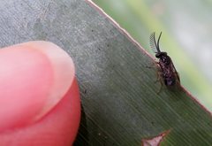 Styracotechys dicelysma