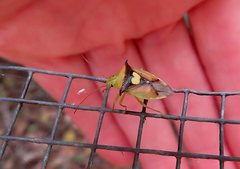 Sastragala versicolor