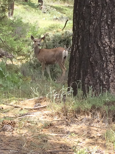 iNaturalist observation photo of Mule Deer
