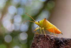 Sastragala versicolor