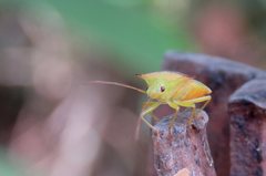 Sastragala versicolor