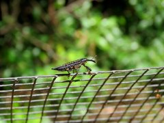 Rhinotia ruficornis