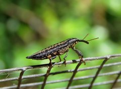 Rhinotia ruficornis