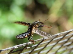 Rhinotia ruficornis