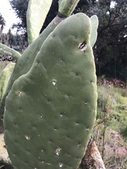 Opuntia ficus-indica
