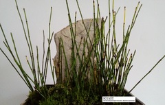 Equisetum scirpoides