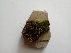 Tortula muralis