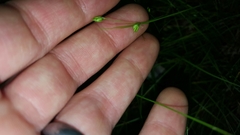 Carex trisperma