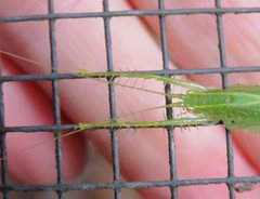 Paraphisis tryonensis