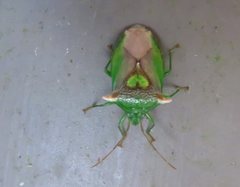 Sastragala versicolor