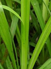 Carex hirtifolia