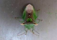 Sastragala versicolor