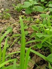 Carex hirtifolia