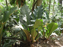 Anthurium hookeri