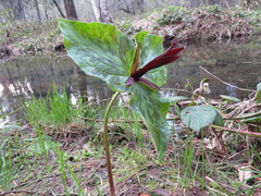Trillium kurabayashii