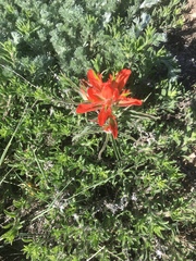 Castilleja integra
