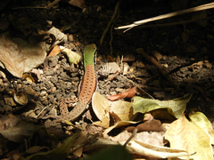 Ameiva atrigularis