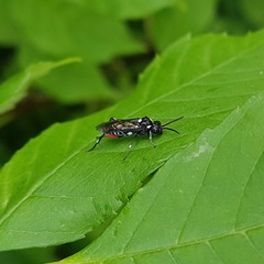 Macrophya punctumalbum