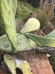 Opuntia ficus-indica