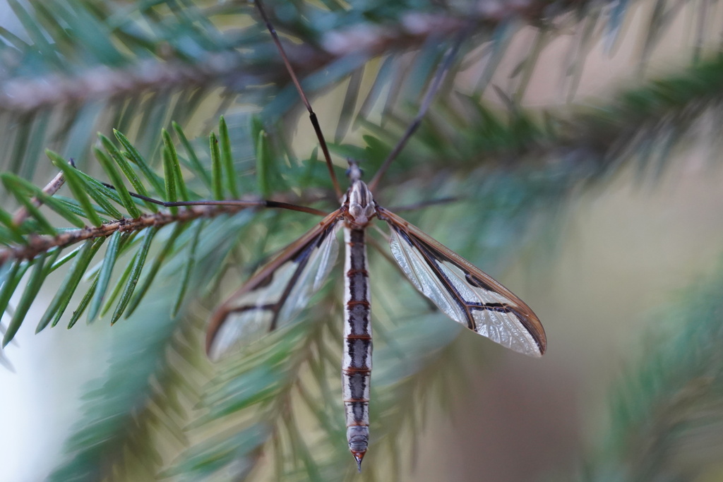 Pedicia rivosa